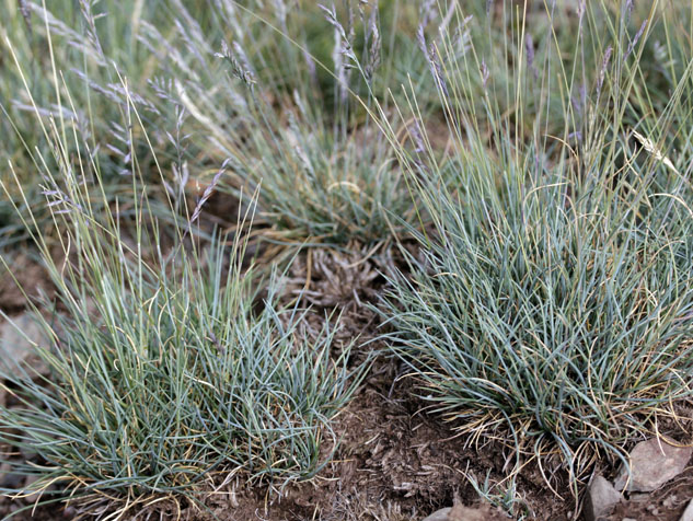 Poacées - festuca glacialis (Fétuque des glaciers) - Pyrénées orientales red.jpg
