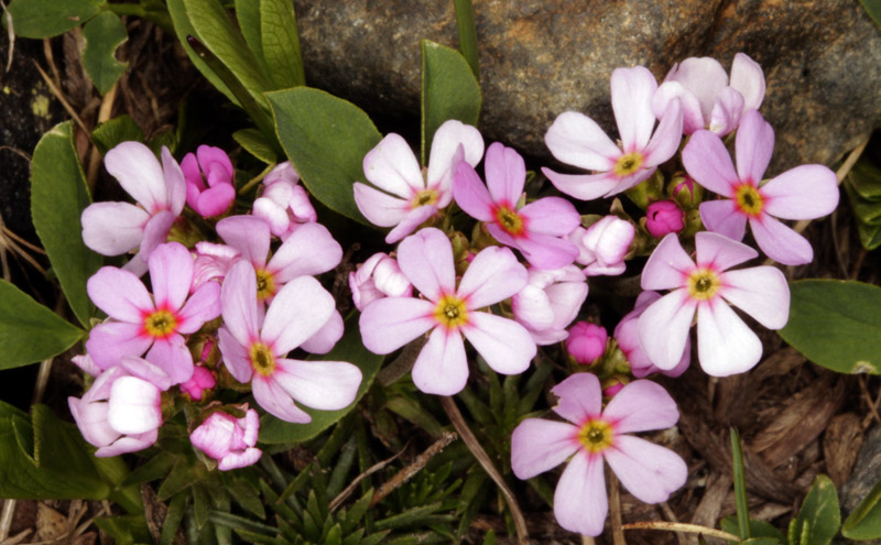 Primulacées - Androsace carnea  (A. carnée) - Pyrénées orientales 2200 m red.jpg