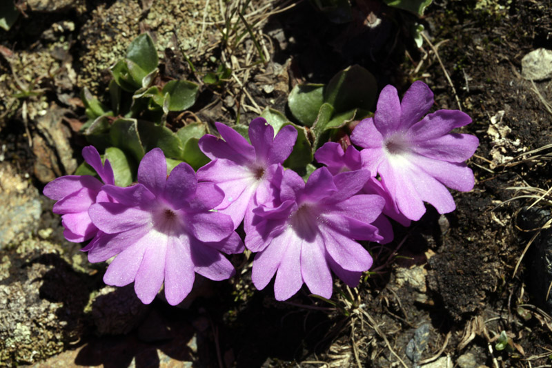 Primulacées - Primula integrifolia (Primevère à feuilles entière) - Pyrénées orientales 2200 m red.jpg