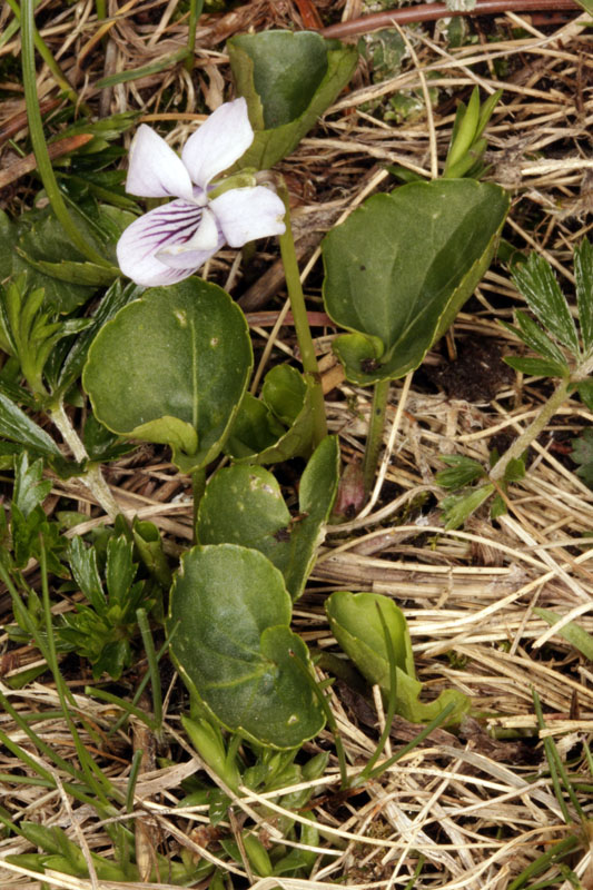 Violacées - Viola palustris (V. des marais) - Pyrénées orientales red.jpg