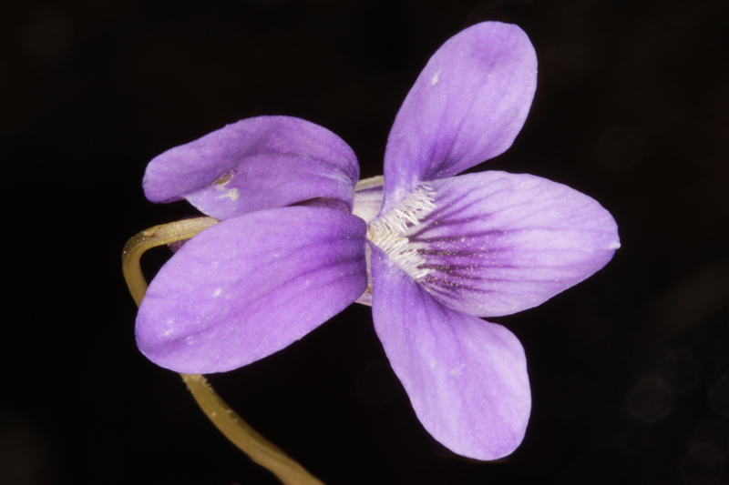 Violacées - Viola x 1jpg.jpg