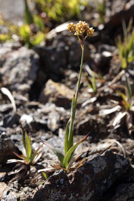 Juncacées - luzula lutea (Luzule jaune) - Pyrénées orientales Andorre 2100 m red.jpg