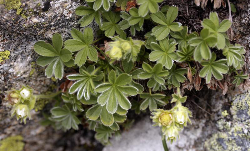 Rosacées - Potentilla nivalis (P. des neiges) - Pyrénées orientales Andorre 2100 m red.jpg