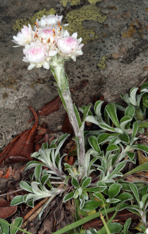 Asteracées - Antennaria dioica(Antennaire dioiques) - Pyrénées orientales red.jpg
