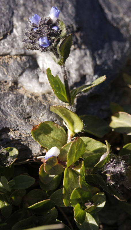 Scophularlacées - Veronica alpina (V. des A.) - Pyrénées orientales 2200 m red.jpg