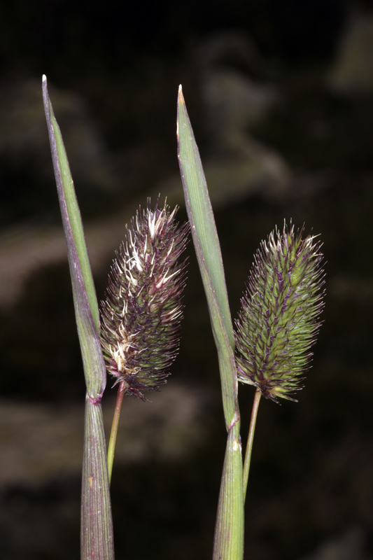 Poacées - Phleum alpinum (Fléole des A.) - Pyrénées orientales Andorre 2100 m red.jpg