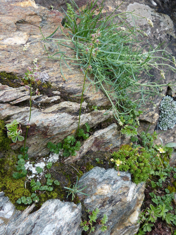 2014-08-03talictrum alpinum.jpg