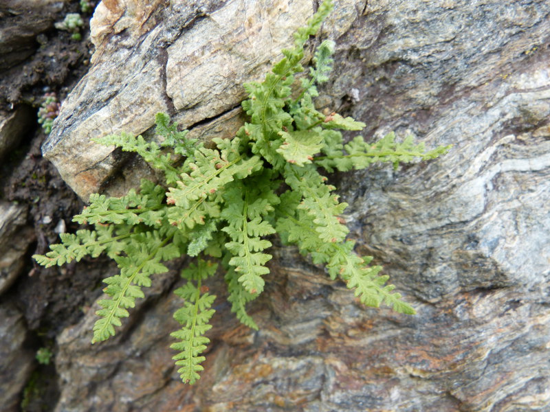2014-08-03,wooodisia alpina.jpg