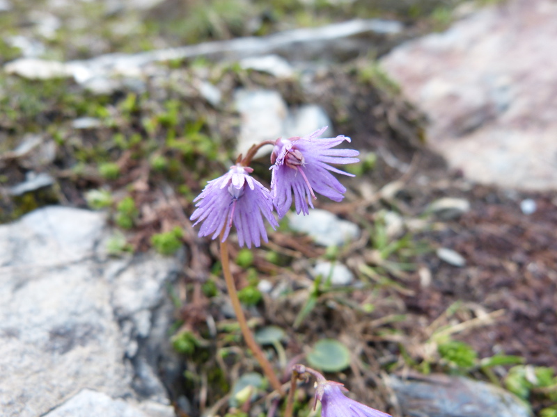 2014-08-03,soldanella alpina.jpg