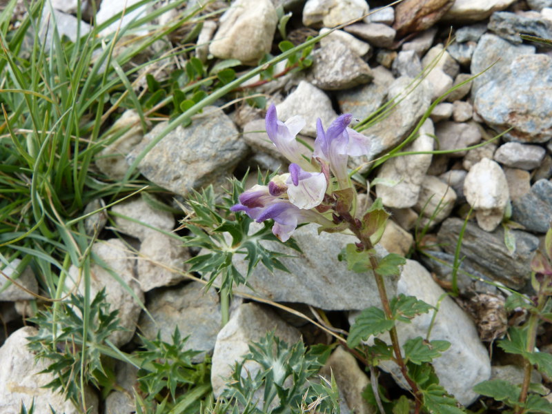 2014-08-03,scutellaria alpina.jpg