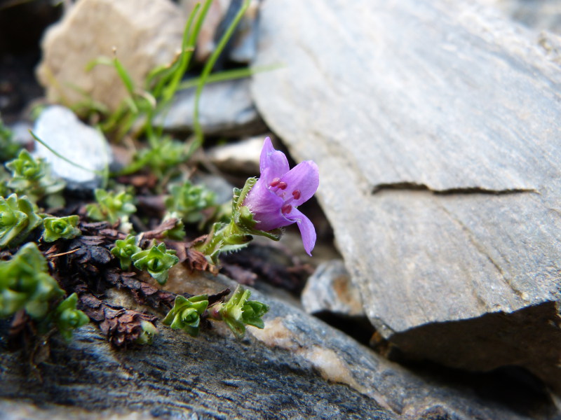 2014-08-03,saxifraga.jpg