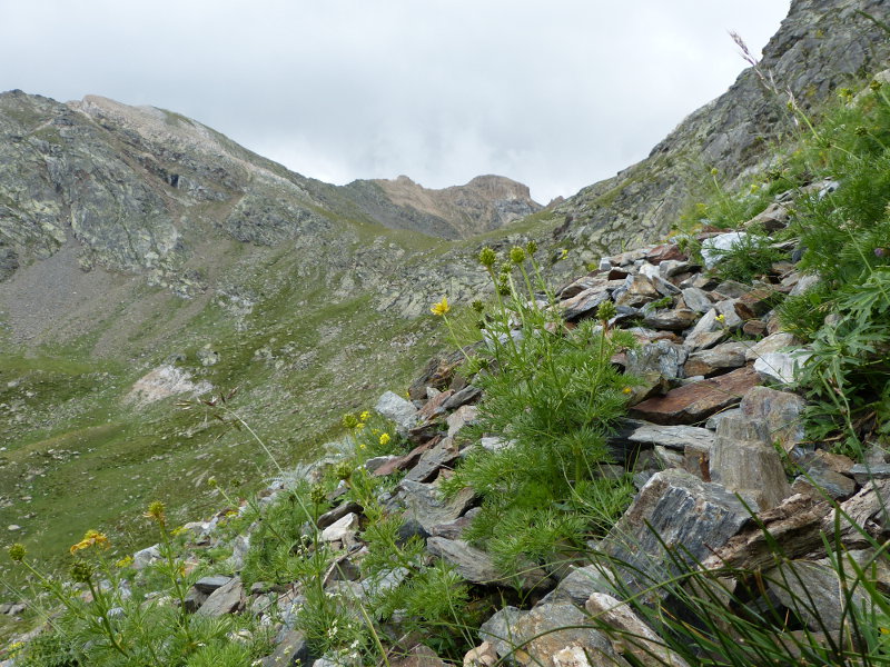 2014-08-03,adonis pyrenaica.jpg