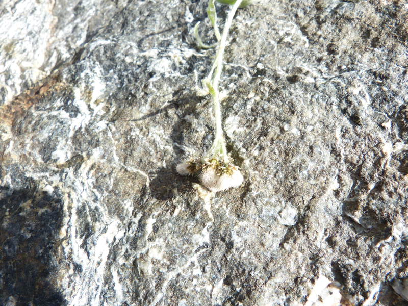 2014-08-03,antennaria carpatica.jpg