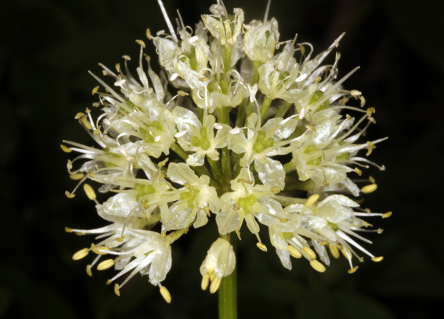 Amaryllidacées - Allium victorialis (Ail de cerf) - Pyrénées orientales 1800 m red.jpg