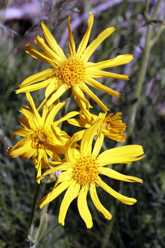 Asteracées - Arnica montana (A. des m.) - Pyrénées orientales red.jpg