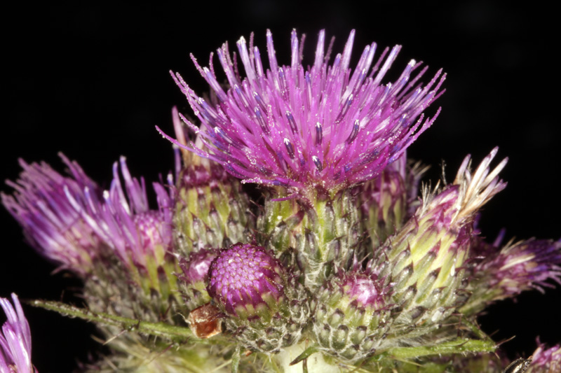 Asteracées - Cirsium palustre (Cirse des marais) - Pyrénées orientales 1600 m red.jpg