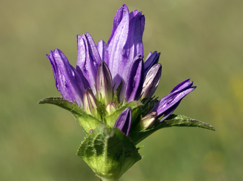 Campanulacées - Campanula glomerata (C. agglomérée) - Pyrénées orientales 1700 m red.jpg