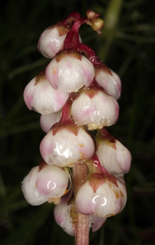 Ericacées - Pyrola minor (Petite Pyrole) - Pyrénées orientales red.jpg
