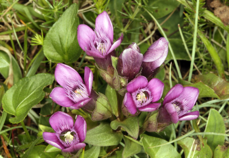 Gentianacées - Gentianella campestris (gentiane des champs) - Pyrénées orientales 1700 m red.jpg