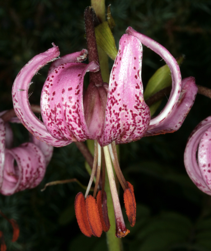 Liliacées - Lilium martagon (Lis M.) - Pyrénées orientales 1750 m red.jpg