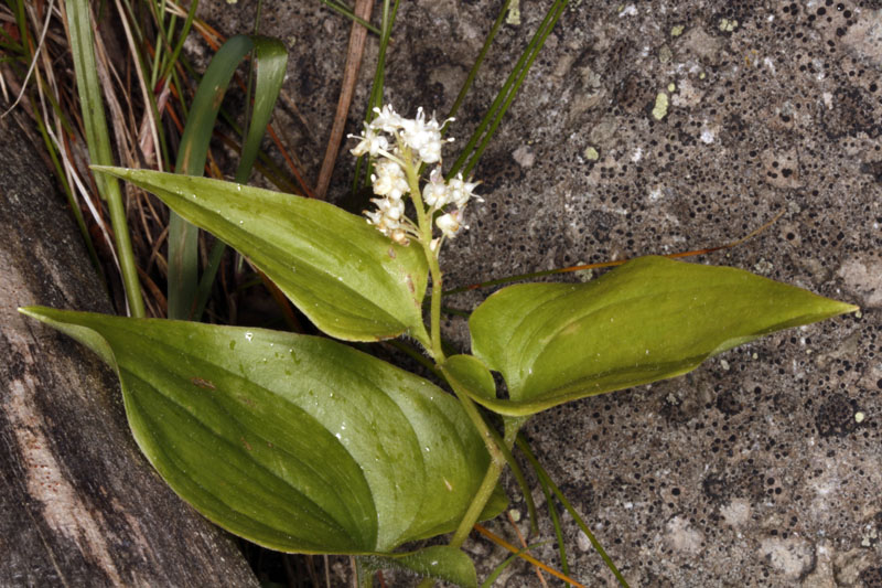 Liliacées - Maianthemum bifolium (M. à deux feuilles) - Pyrénées orientales 1750 m red.jpg