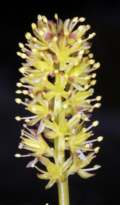 Liliacées - Tofieldia calyculata (Tofieldie à calicule) - Pyrénées orientales 1750 m red.jpg