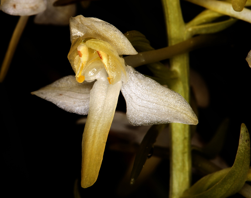 Orchidées - Platanthera chlorantha (Orchis à fleurs verdâtres) - Pyrénées orientales red.jpg