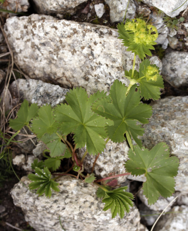 Rosacées - Alchemilla coriacea (A. coriacea) - Pyrénées orientales 1700 m red.jpg