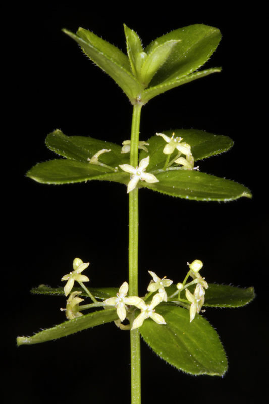Rubiacées - Cruciata glabra (Croisette de printemps) - Pyrénées orientales 1750 m red.jpg