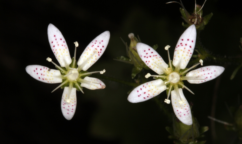 Saxifragacées - Saxifraga rotundifolia (Sanicle des montagnes) - Pyrénées orientales 1800 m red.jpg
