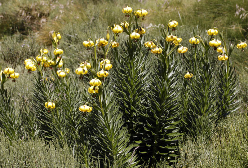 Liliacées - Lilium pyrenaicum (Lis des P.) - Pyrénées orientales 1750 m red 1.jpg