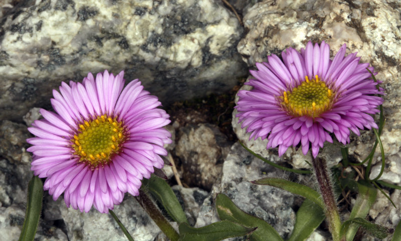 Asteracées - Erigeron uniflorus (Vergerette à une fleur) - Pyrénées orientales 2100 m red.jpg