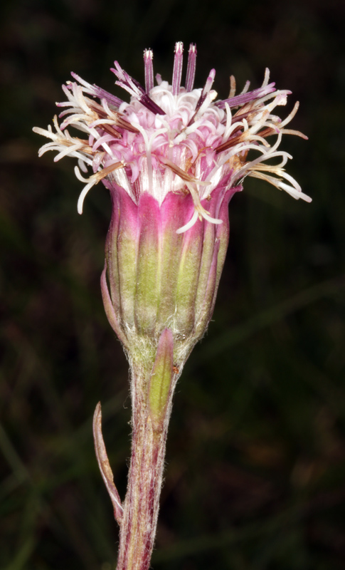 Asteracées - Homogyne alpina (H. des A.) - Pyrénées orientales 2100 m red.jpg