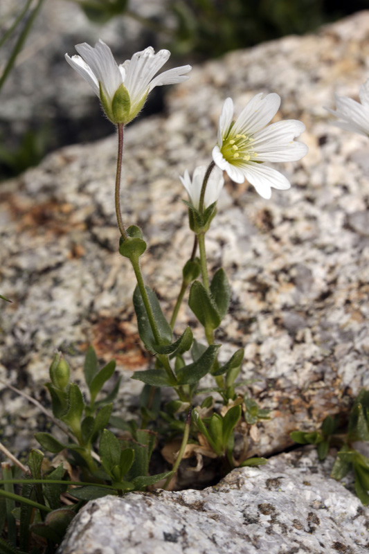 Caryophyllacées - Cerastium cerastoides (Céraiste à trois styles) - Pyrénées orientales 1900 m red.jpg