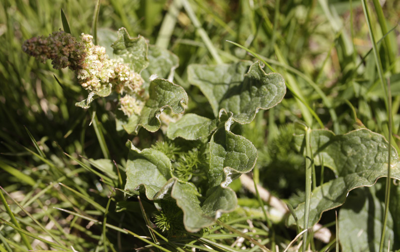 Chénopodiacées - Blitum bonus-henricus (Herbe du bon-henri = Epinard sauvage) - Pyrénées orientales Andorre 2100 m red.jpg