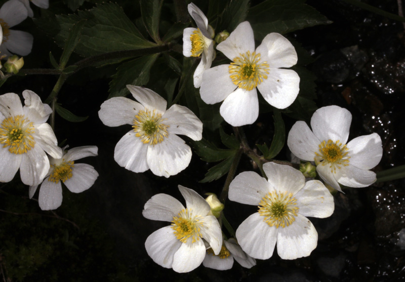 Ranunculacées - Ranunculus aconitifolius (R. à feuilles d'Aconit) - Pyrénées orientales 2100 m red.jpg