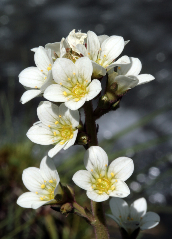 Saxifragacées - Saxifraga aquatica (Saxifrage aquatique) - Pyrénées orientales red3.jpg