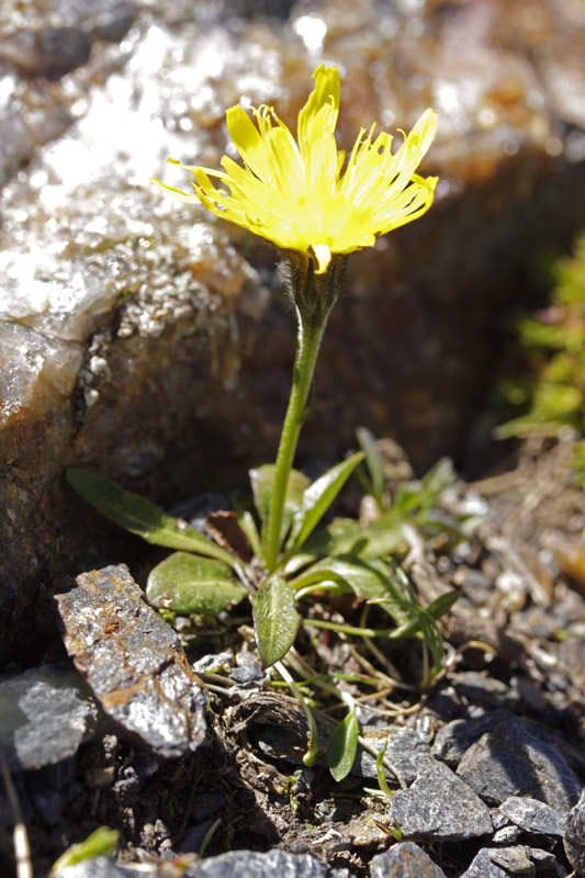 Asteracées - Scorzoneroides (= Leontodon) pyrenaica  (Liondent des P.) - Pyrénées orientales 2300 m red.jpg