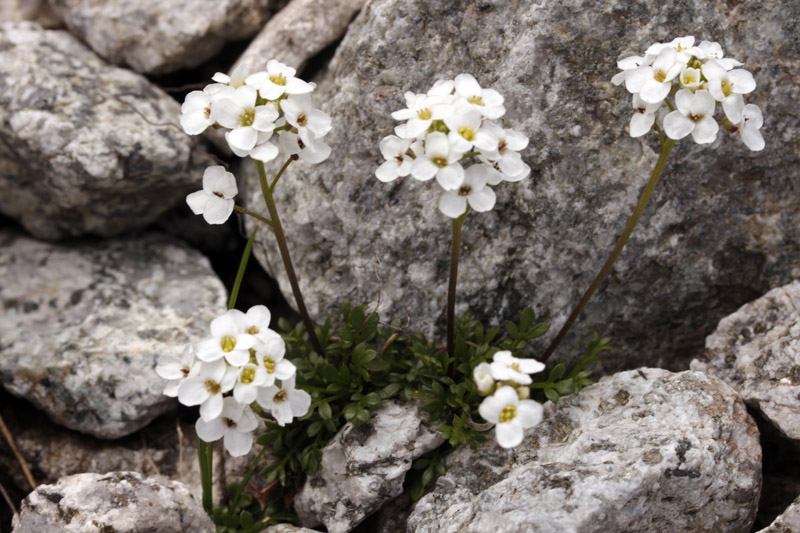 Brassicacées - Hornungia (= Hutchinsia) alpina (Cresson des A.) - Pyrénées orientales Andorre red.jpg