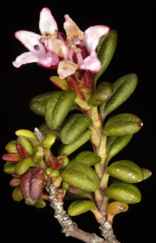 Ericacées - Kalmia (= Loiseleuria) procumbens (Azalée couchée) - Pyrénées orientales Andorre 2450 m red.jpg