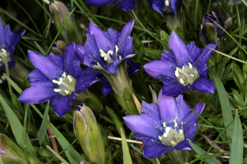 Gentianacées - Gentiana pyrenaica (gentiane des P.) - Pyrénées orientales red.jpg