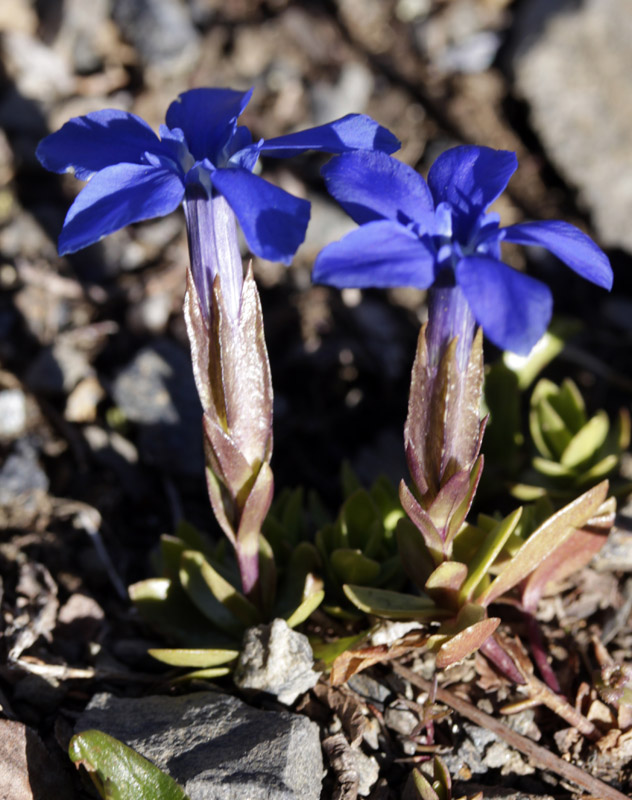 Gentianacées - Gentiana verna (Gentiane printanière) - Pyrénées orientales 2200 m red.jpg