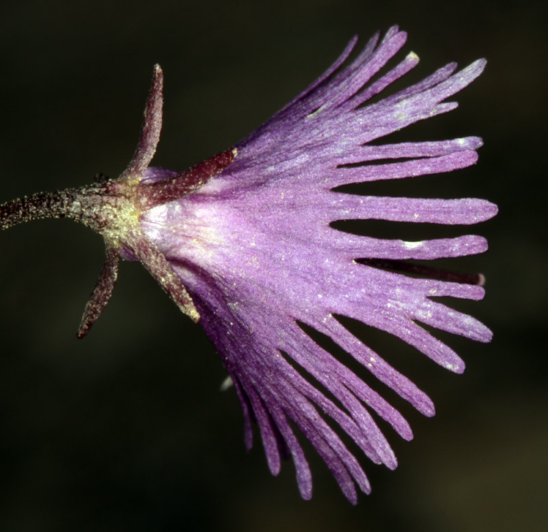 Primulacées - Soldanella alpina   (S. des A.) - Pyrénées orientales 2200 m red.jpg