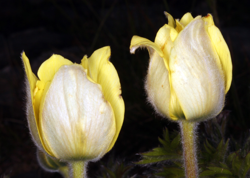 Ranunculacées - Pulsatilla alpina subsp. apiifolia (Anémone soufrée) - Pyrénées orientales Andorre 2500 m red2.jpg