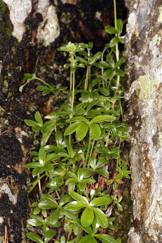 Rosacées - Alchemilla saxatilis (A. des rochers) - Pyrénées orientales 2250 m red.jpg