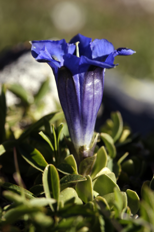 Gentianacées - Gentiana alpina (gentiane des Alpes) - Pyrénées orientales 2200 m red.jpg