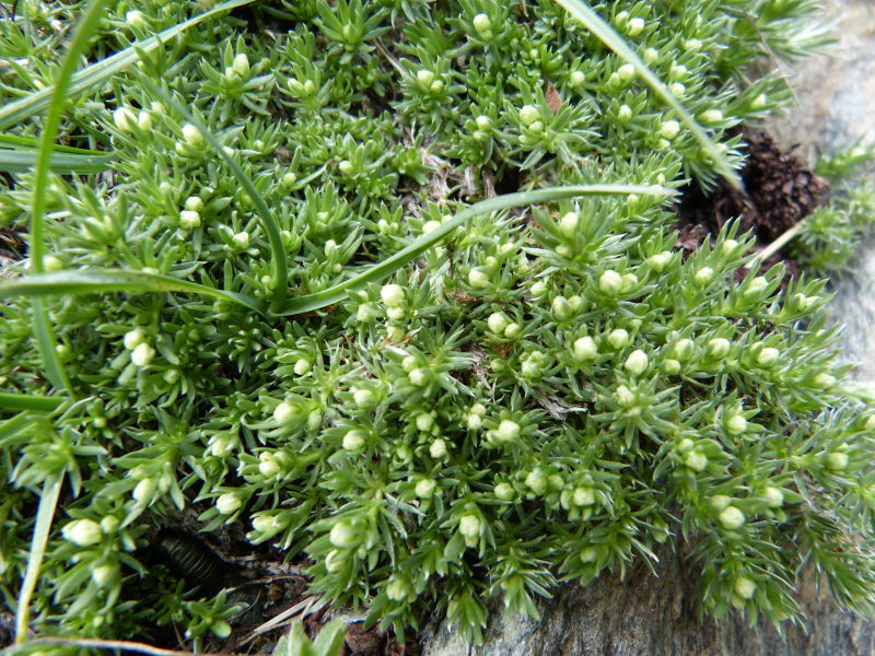 2014-08-03,gallium pyrenaicum.jpg