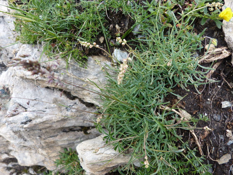 2014-08-03,reseda glauca.jpg