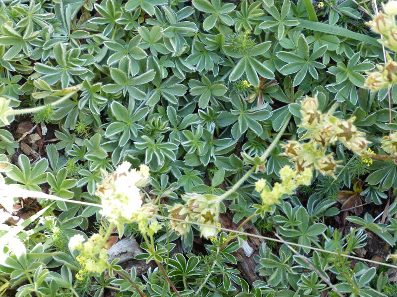2014-08-03,potentilla nivalis.jpg