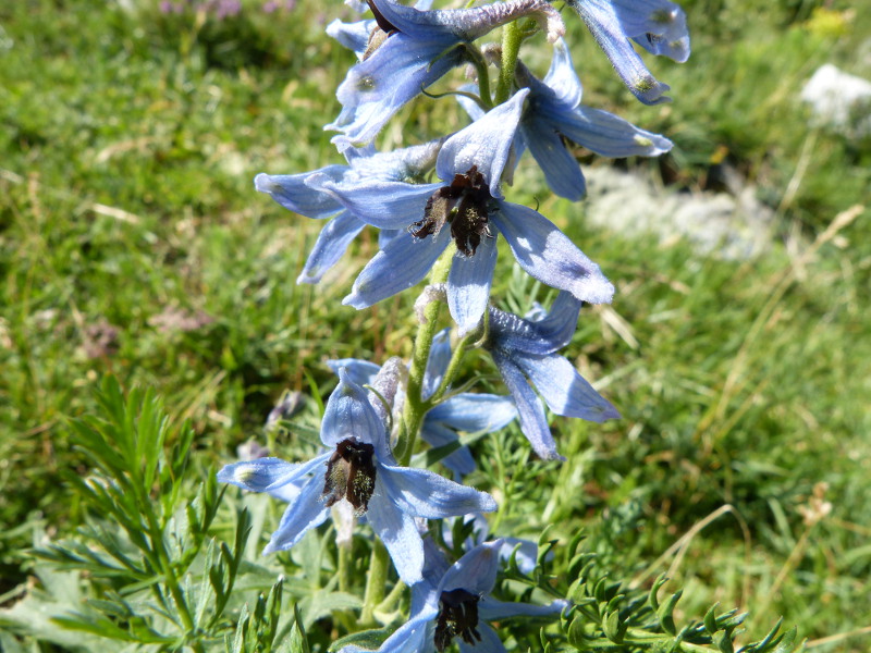 2014-07-25, e2.jpg